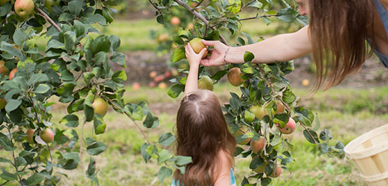 Cortland Apples – Smith Berry Barn