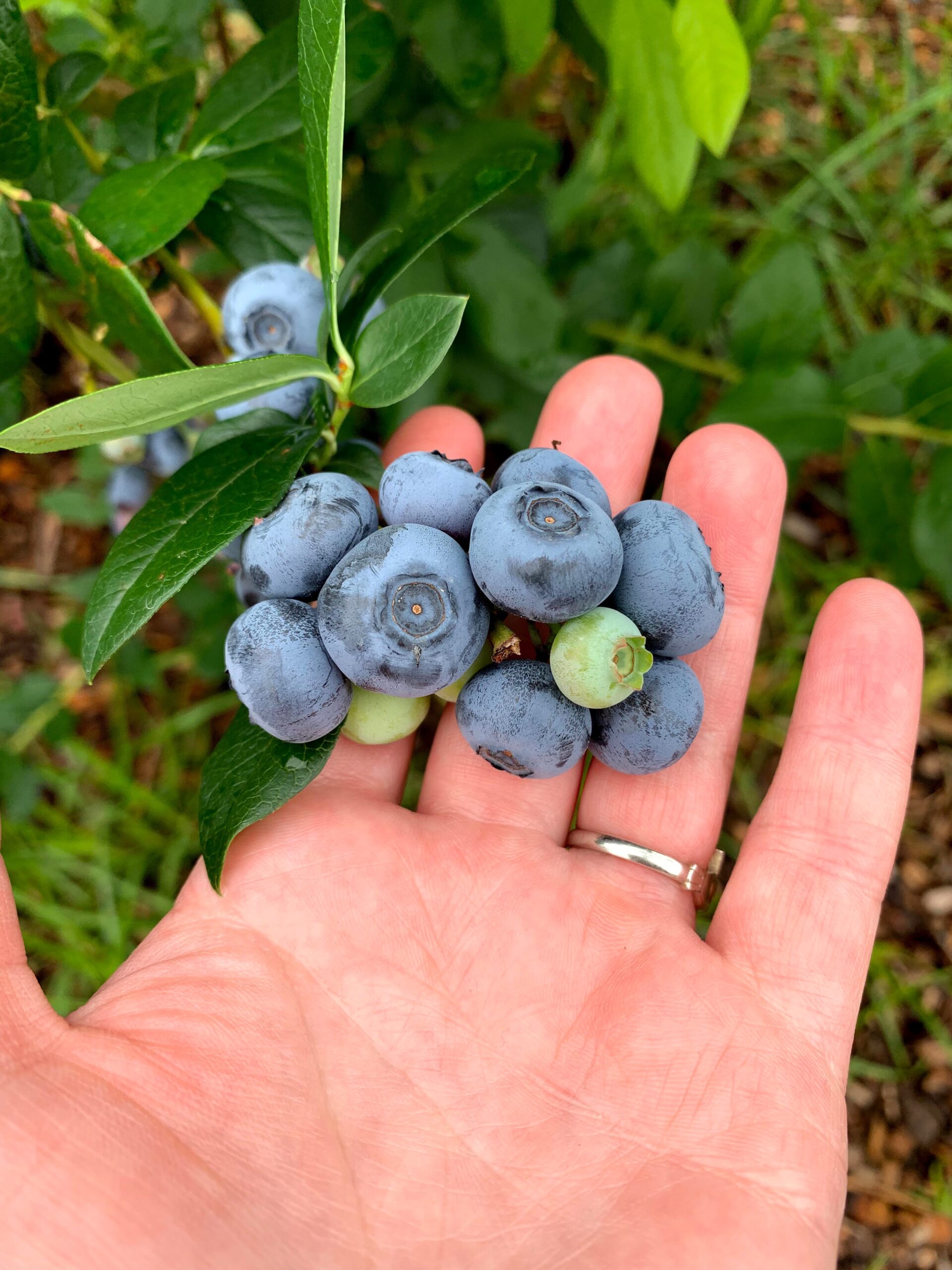 Pick Your Own Blueberries - CN Smith Farm