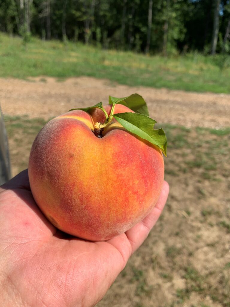 Pick Your Own Peaches CN Smith Farm